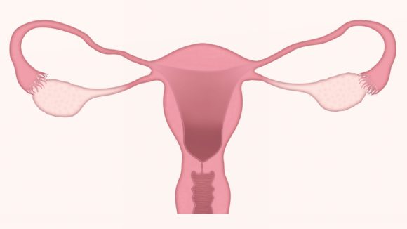 Factor uterino