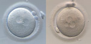 morfología de gametos y embriones