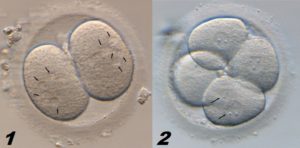 morfología gametos y embriones