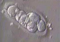 morfología gametos y embriones IIIes