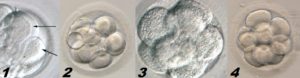 morfología gametos y embriones III