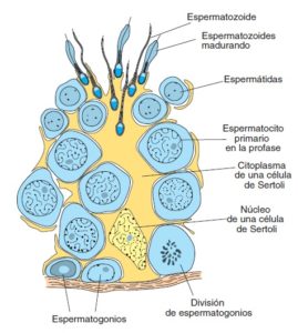 Espermatogénesis
