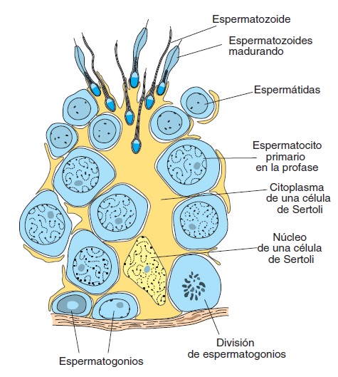 Espermatogénesis Invitrored 3270