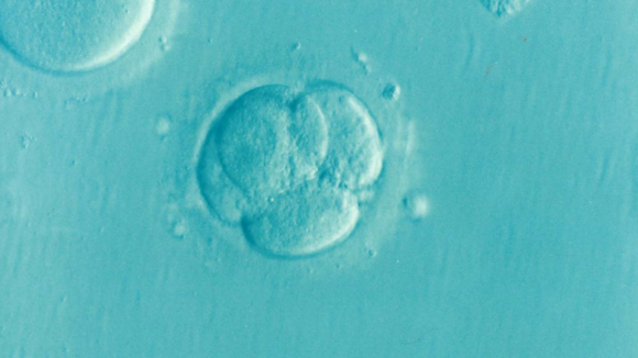Morfología de gametos y embriones