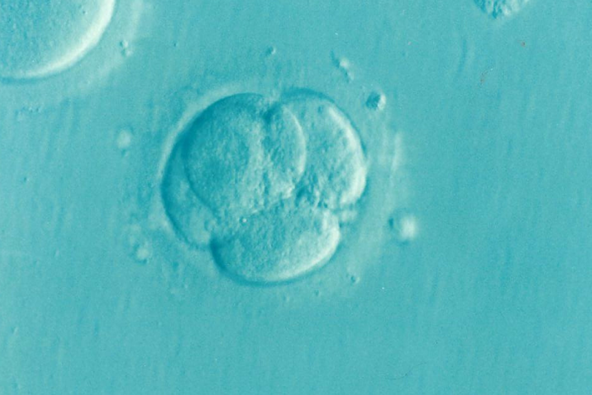 Morfología de gametos y embriones III