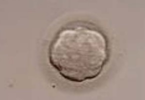 Morfología de gametos y embriones IV