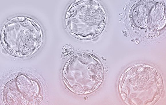 Técnicas de selección embrionaria