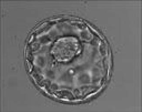 Morfología de gametos y embriones V