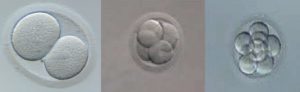desarrollo embrión